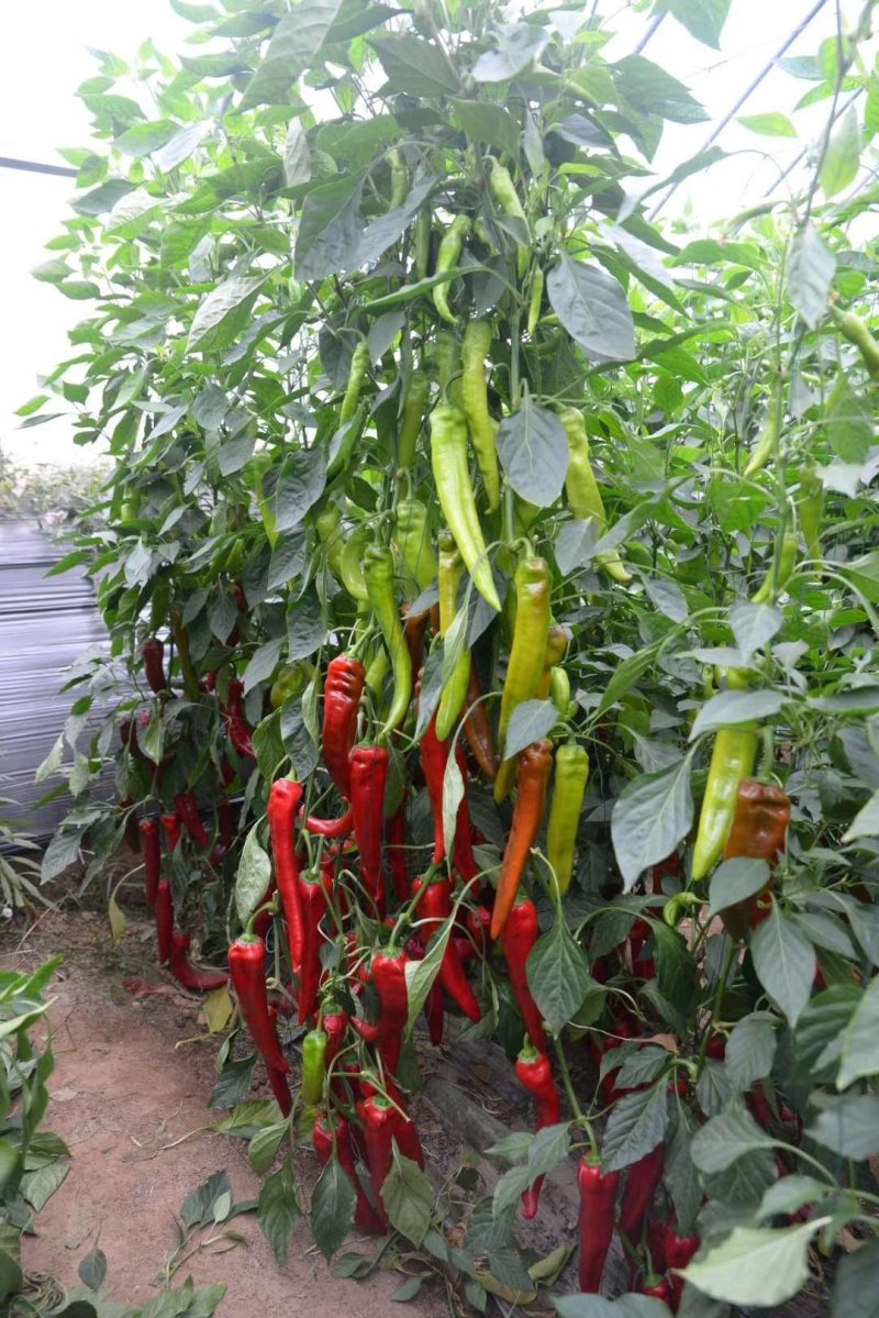 辣椒苗线椒苗螺丝椒苗苗尖椒羊角椒皱皮泡椒苗菜椒