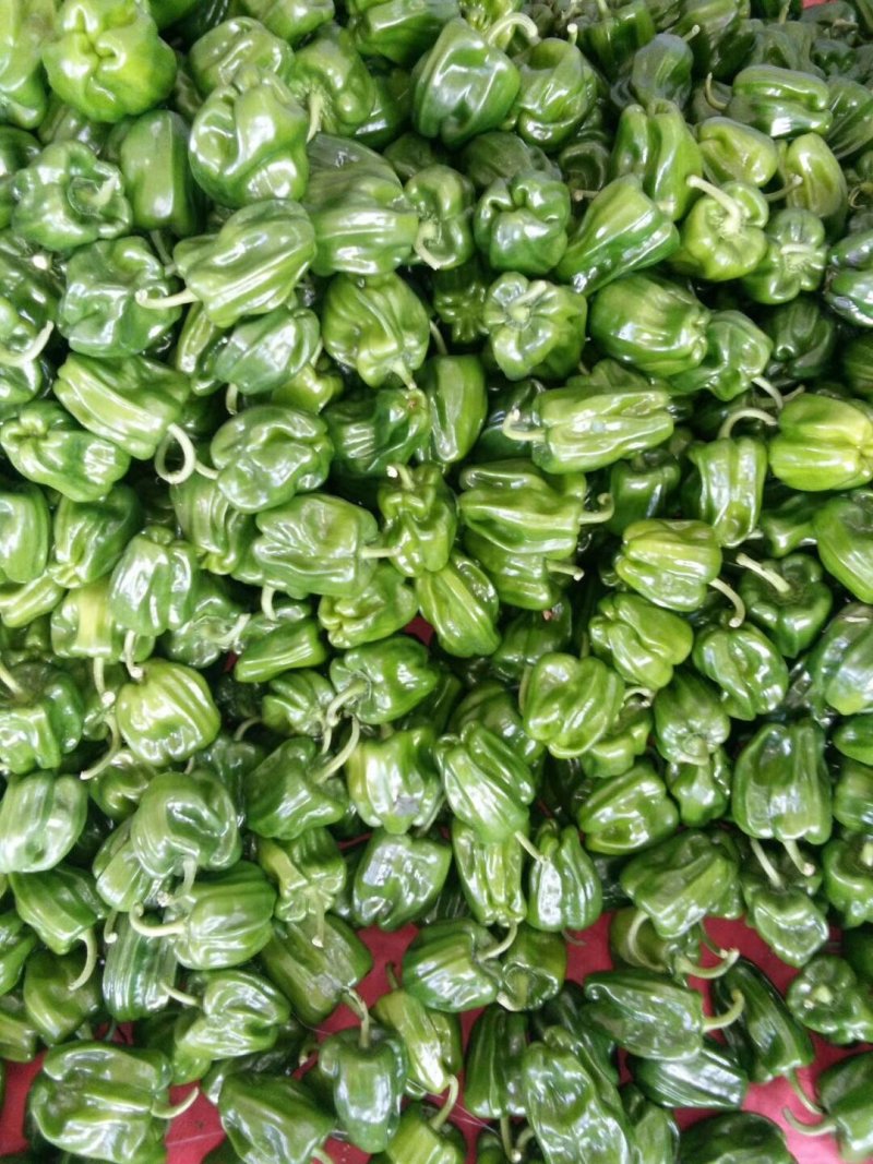 辣椒苗线椒苗螺丝椒苗苗尖椒羊角椒皱皮泡椒苗菜椒