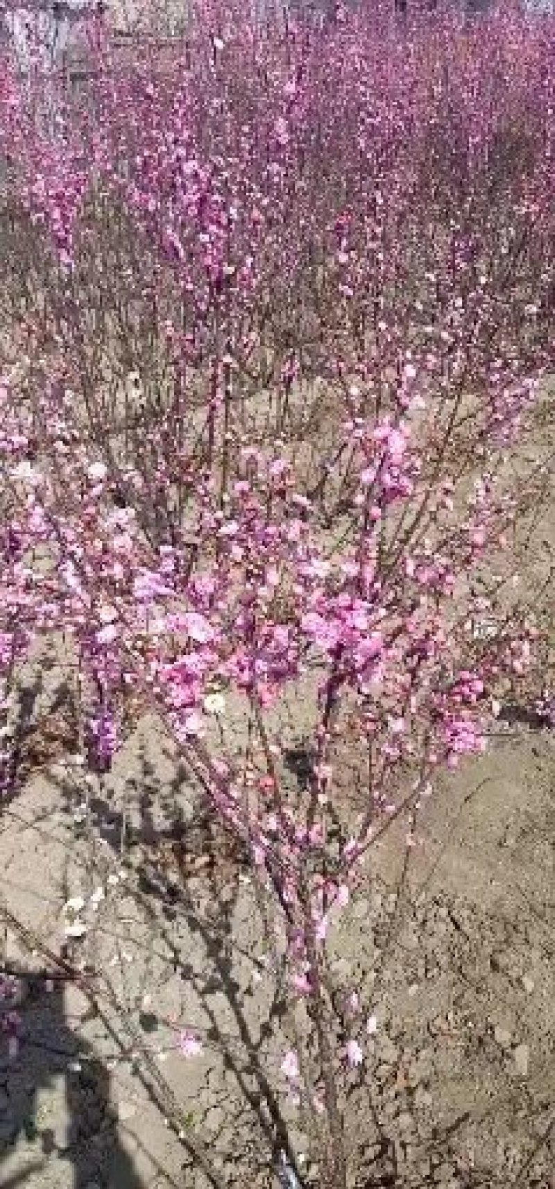 榆叶梅，干枝插花，绿叶双瓣，乔灌木两用，绿叶榆叶梅扦插苗