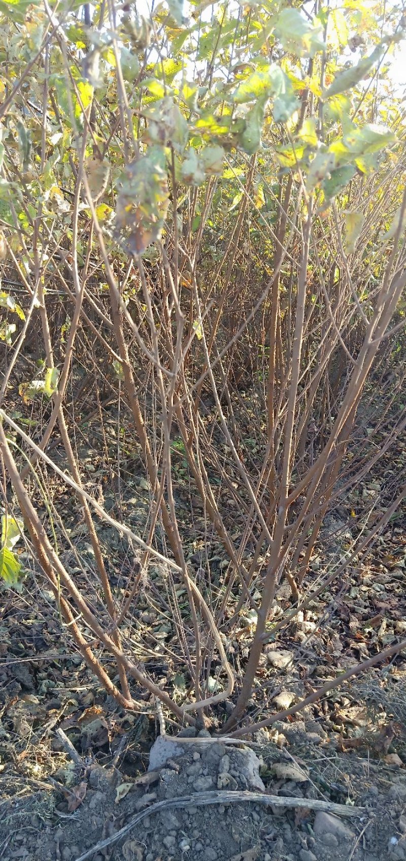 榆叶梅，干枝插花，绿叶双瓣，乔灌木两用，绿叶榆叶梅扦插苗