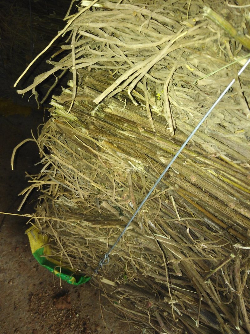土牛膝广西桂林市全州县石塘镇
