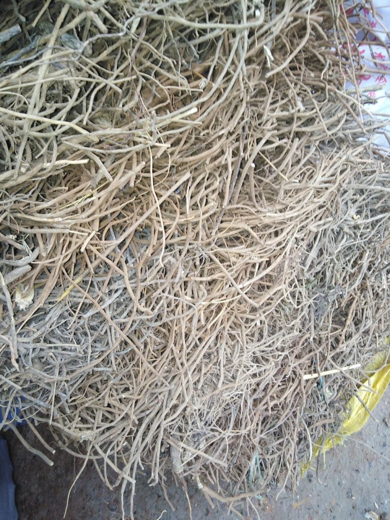 土牛膝广西桂林市全州县石塘镇