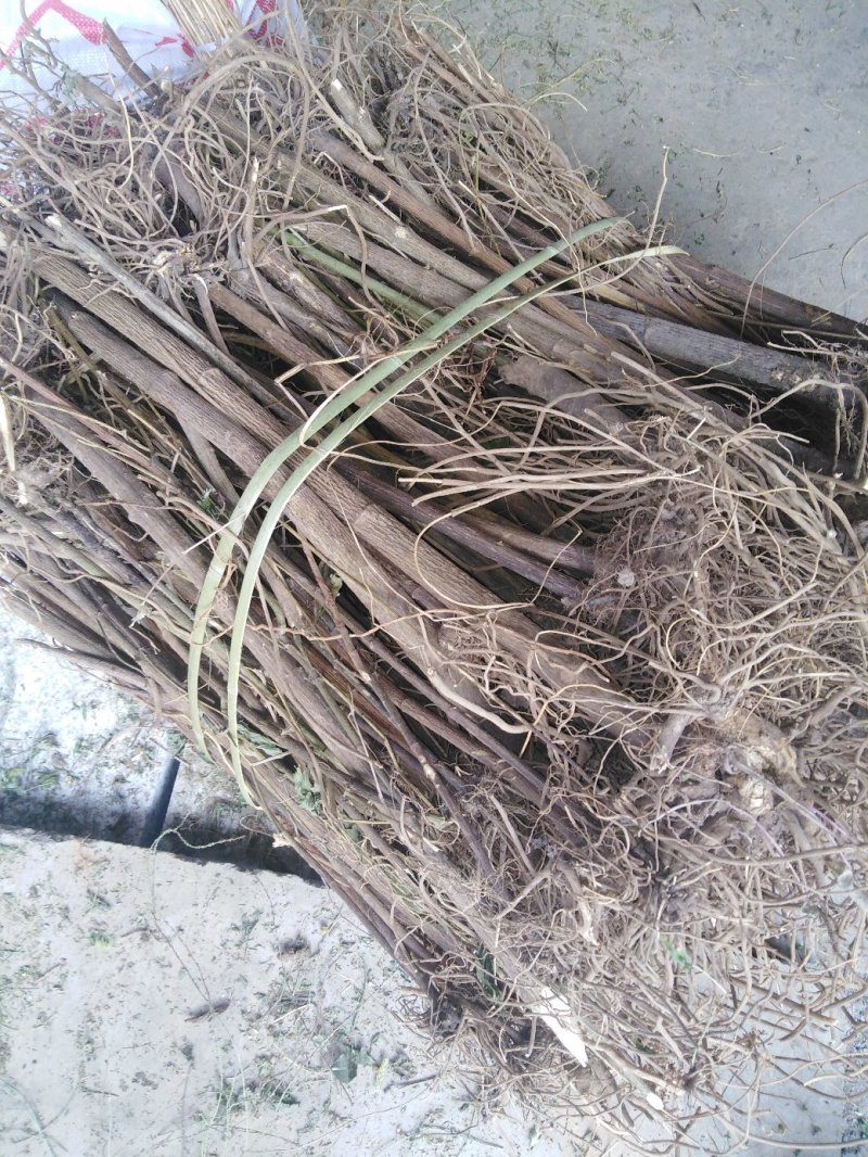 土牛膝广西桂林市全州县石塘镇