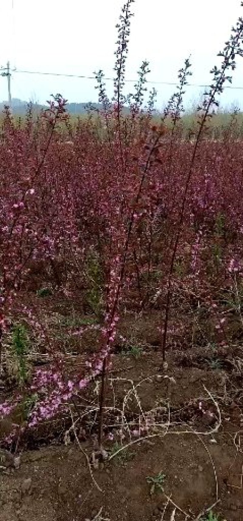 红叶榆叶梅球，高干球，绿化球类，红叶榆叶梅杯苗
