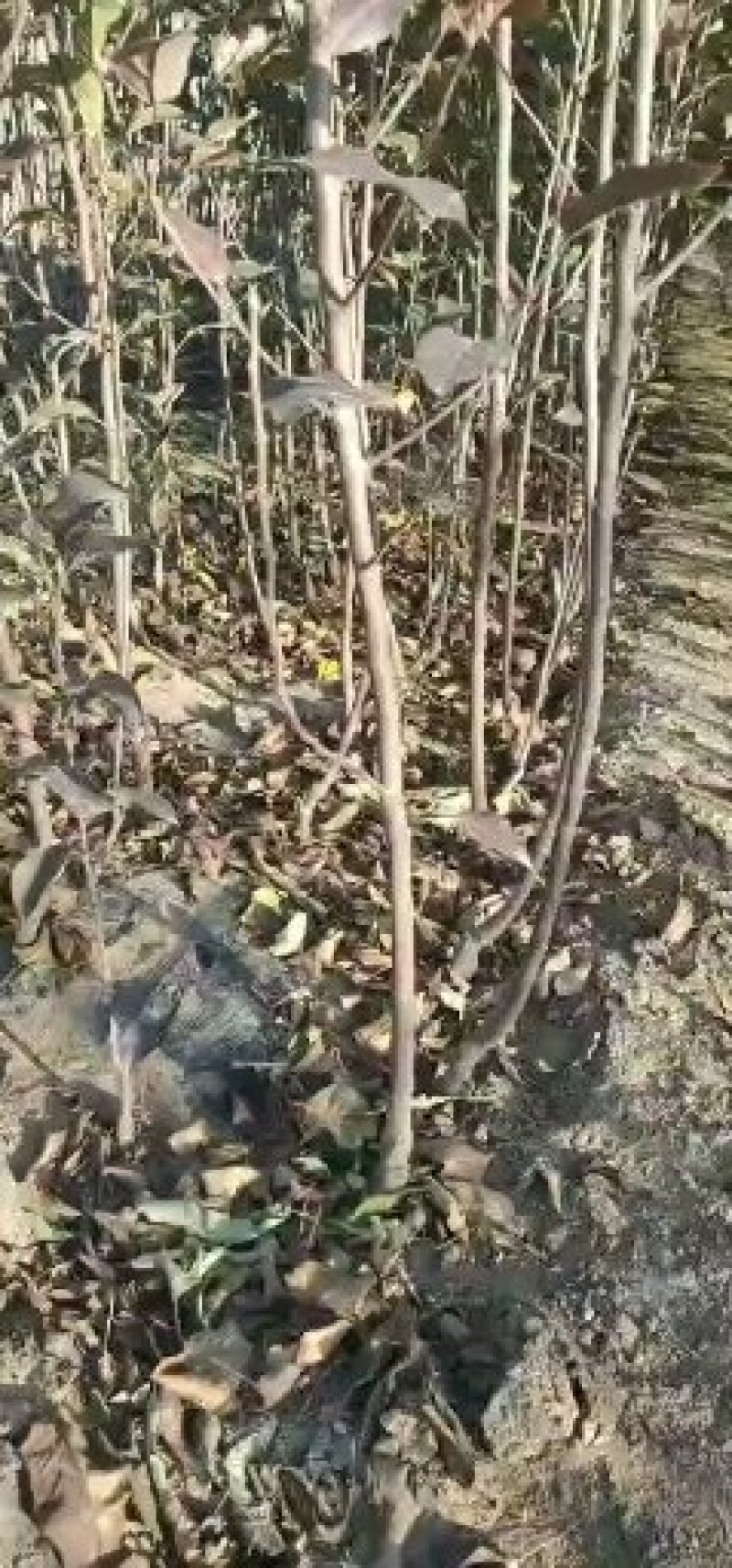 中秋王苹果树苗苹果苗品种纯晚熟品种