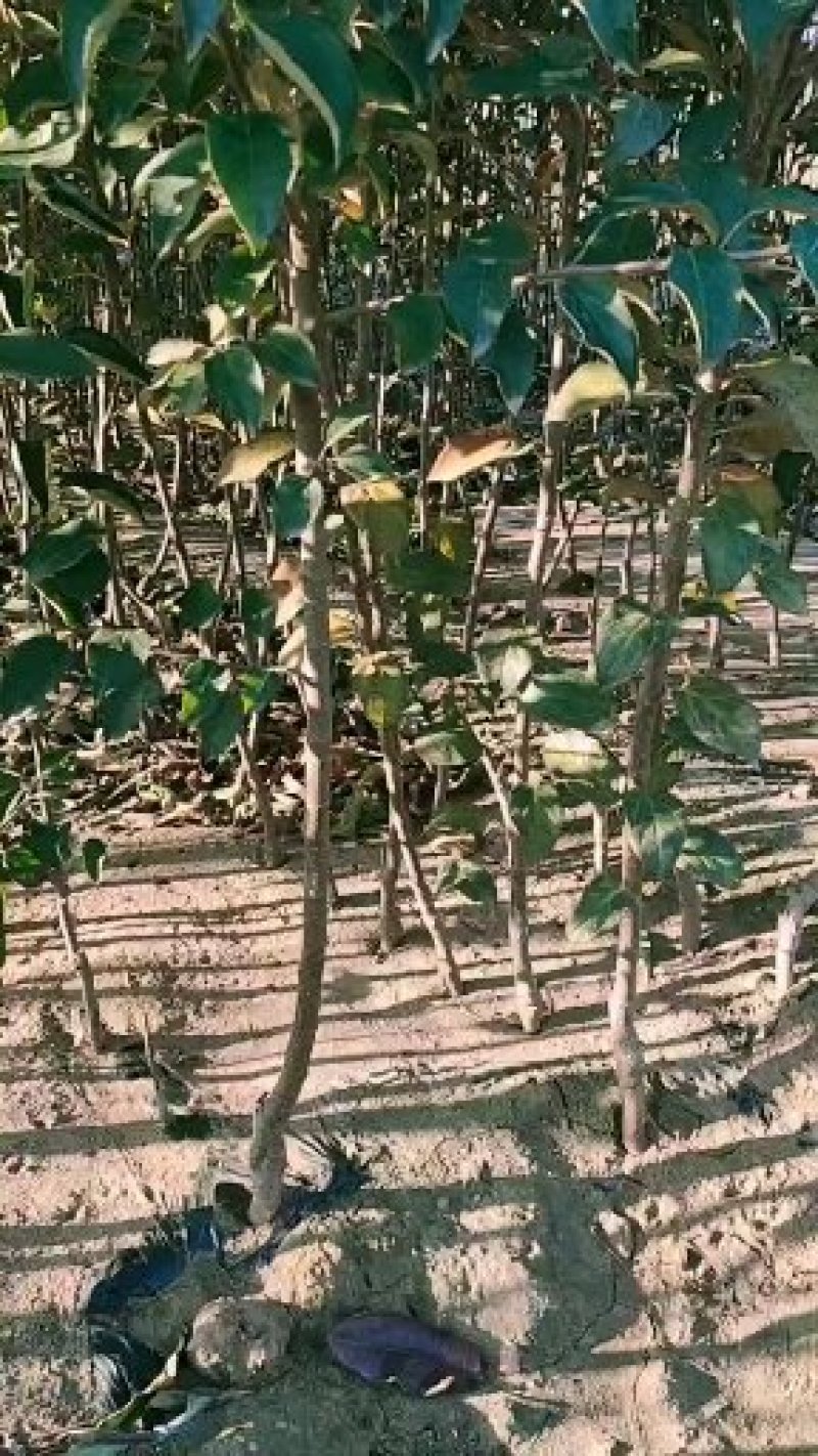 中秋王苹果树苗苹果苗品种纯晚熟品种