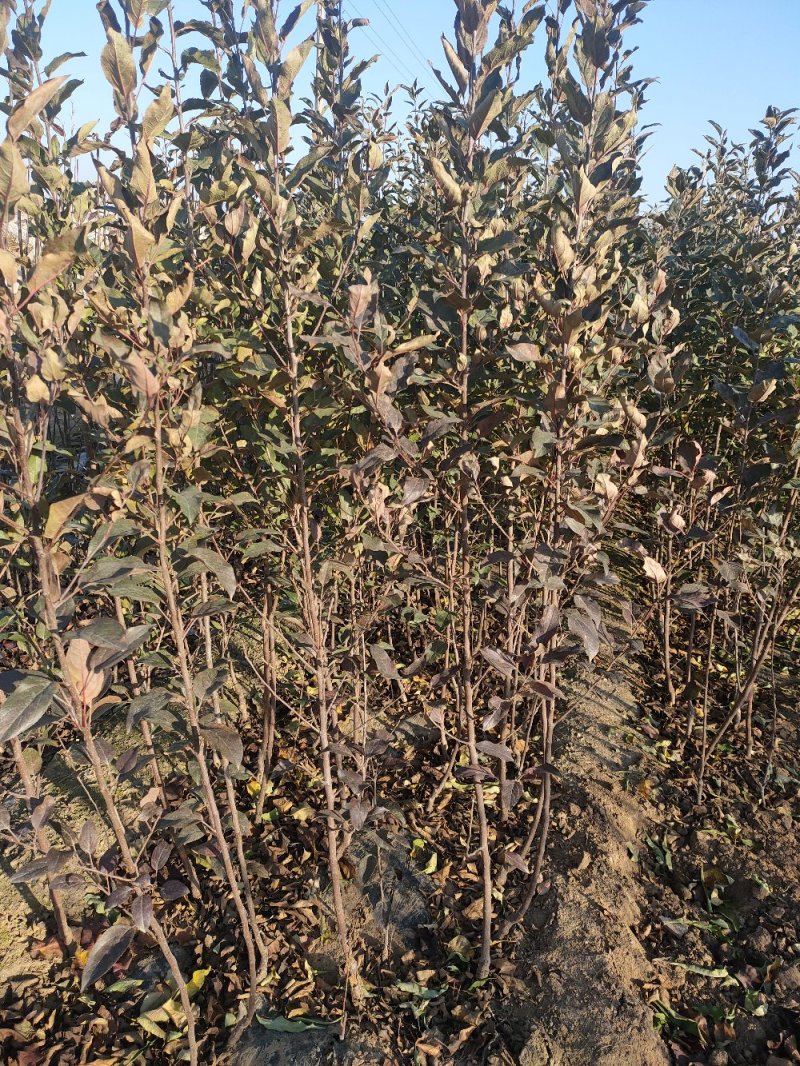 中秋王苹果树苗苹果苗品种纯晚熟品种