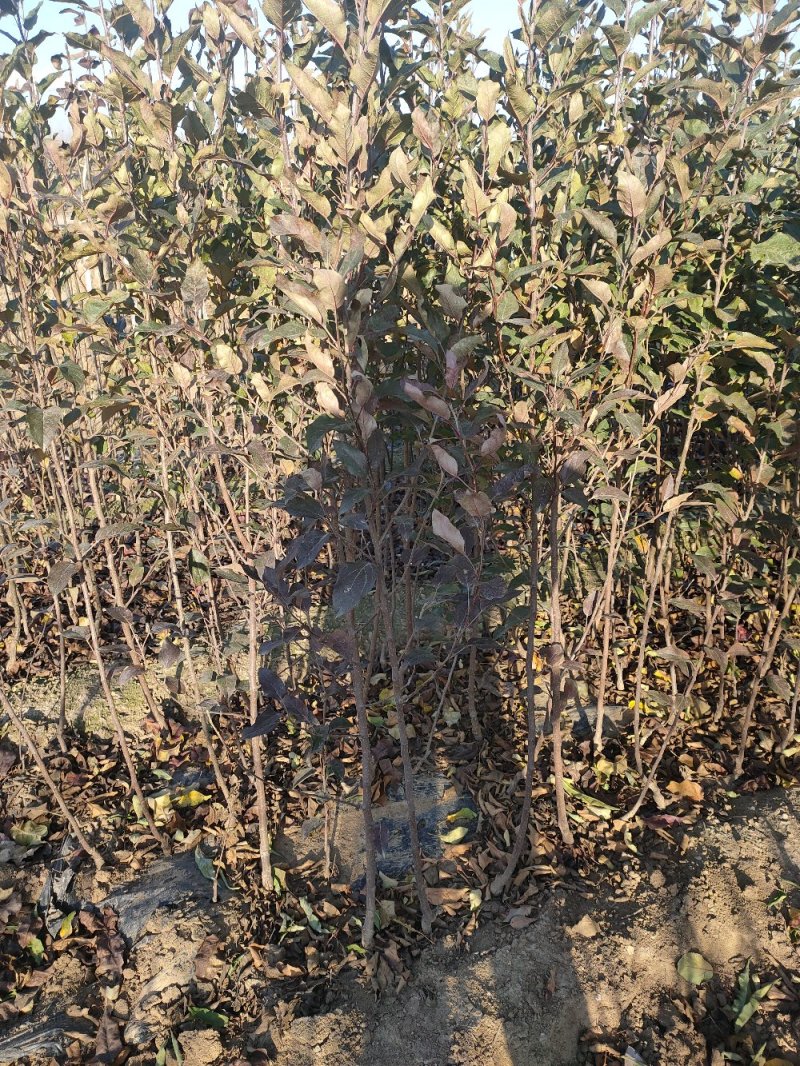 中秋王苹果树苗苹果苗品种纯晚熟品种