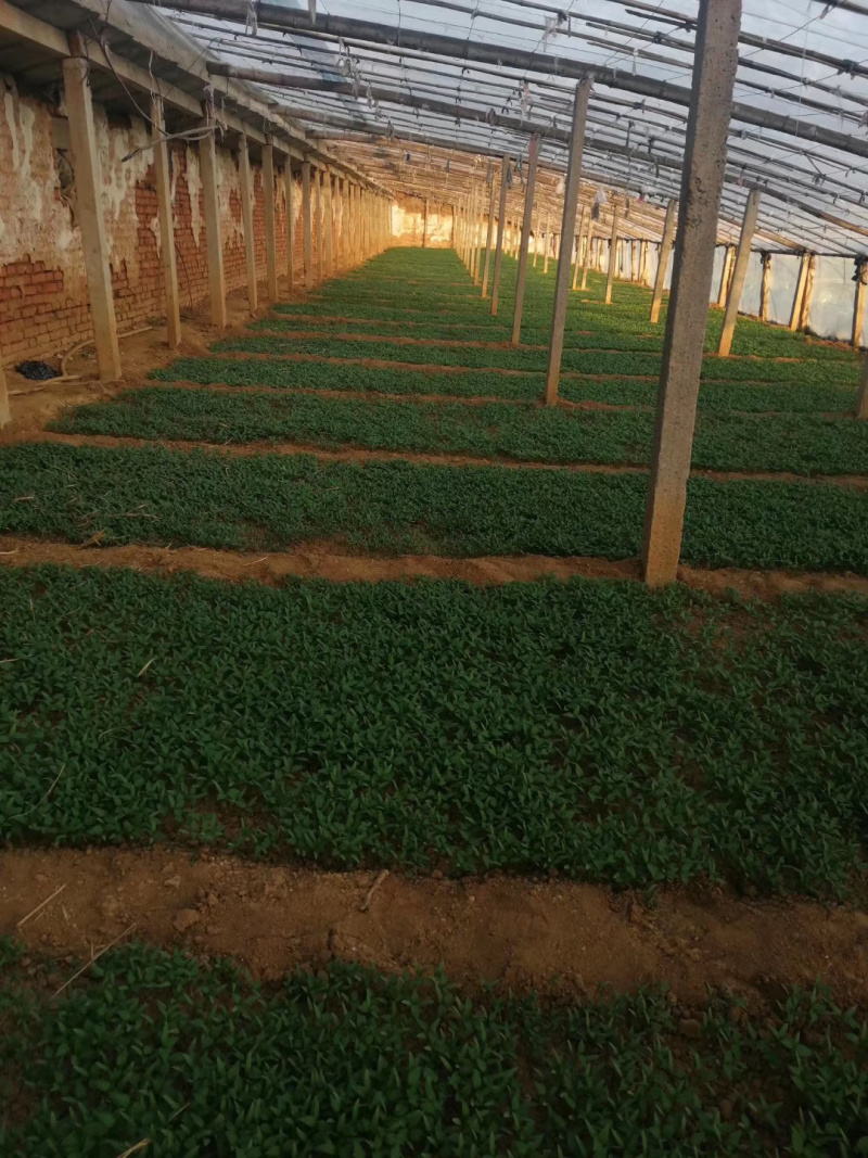 各种蔬菜苗苗