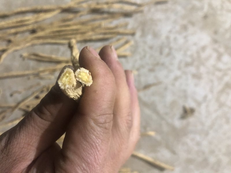 内蒙家种防风条防风片野生含量高包检产地直供支持线上交易