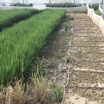 优质青蛙种苗蝌蚪苗