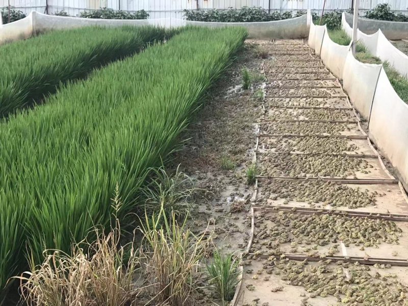 优质青蛙种苗蝌蚪苗