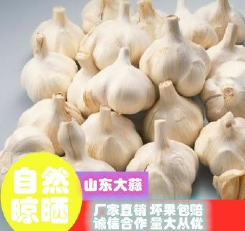大蒜2021金乡精品大蒜自己的冷库常年供货，量大价优