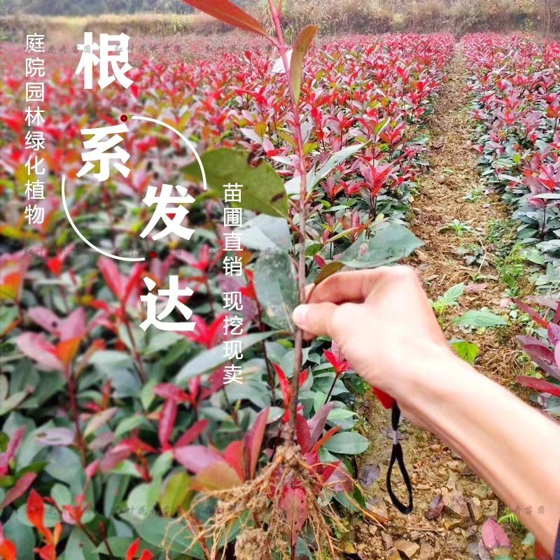 红叶石楠花苗红叶石楠球，石楠树林红叶石楠树苗。