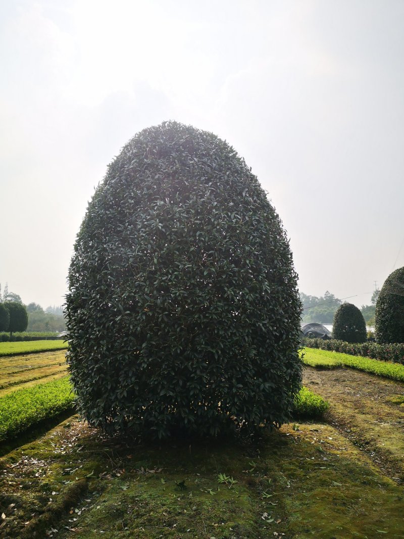 桂花地笼桂丛生桂花精品地笼桂花2-4米冠量大