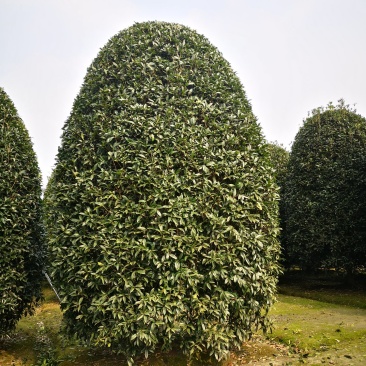 桂花地笼桂丛生桂花精品地笼桂花2-4米冠量大