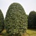 桂花地笼桂丛生桂花精品地笼桂花2-4米冠量大