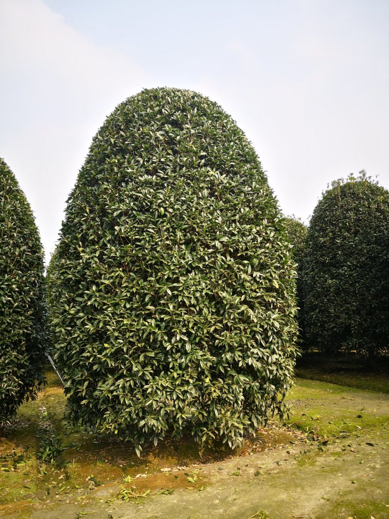 桂花地笼桂丛生桂花精品地笼桂花2-4米冠量大