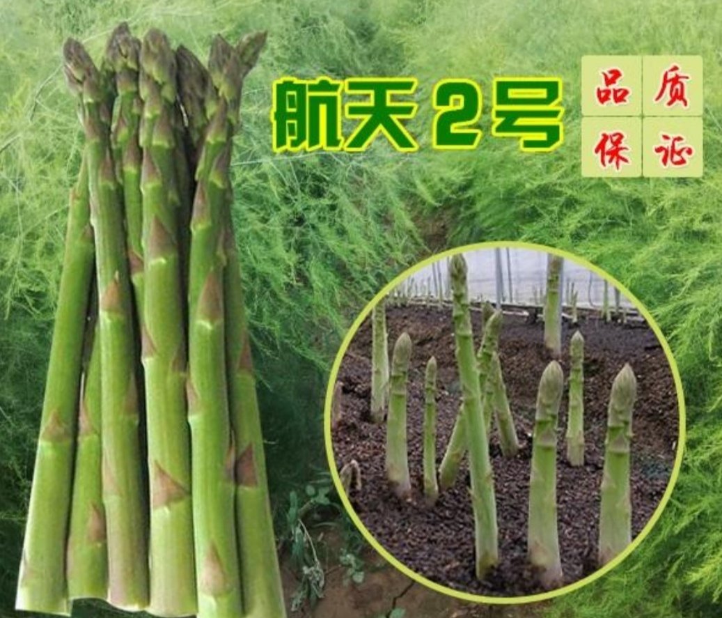 北京芦笋种子加早f1休眠期短早收性好品质优良