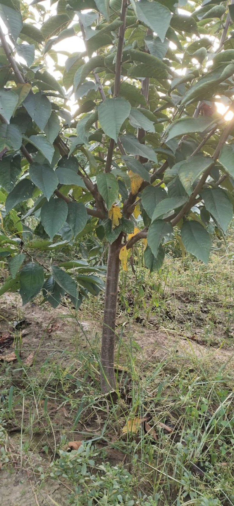 沙蜜豆樱桃苗，成活率高，技术指导，保品种，可签合同