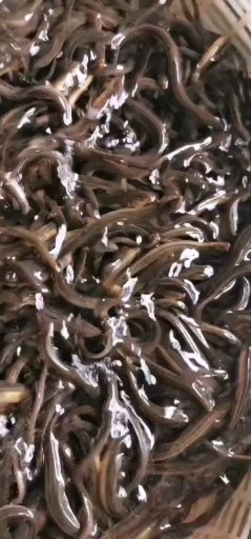 台湾泥鳅合作养殖成品回收