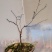 游龙梅花，游龙梅，红梅盆景，梅花盆栽盆景