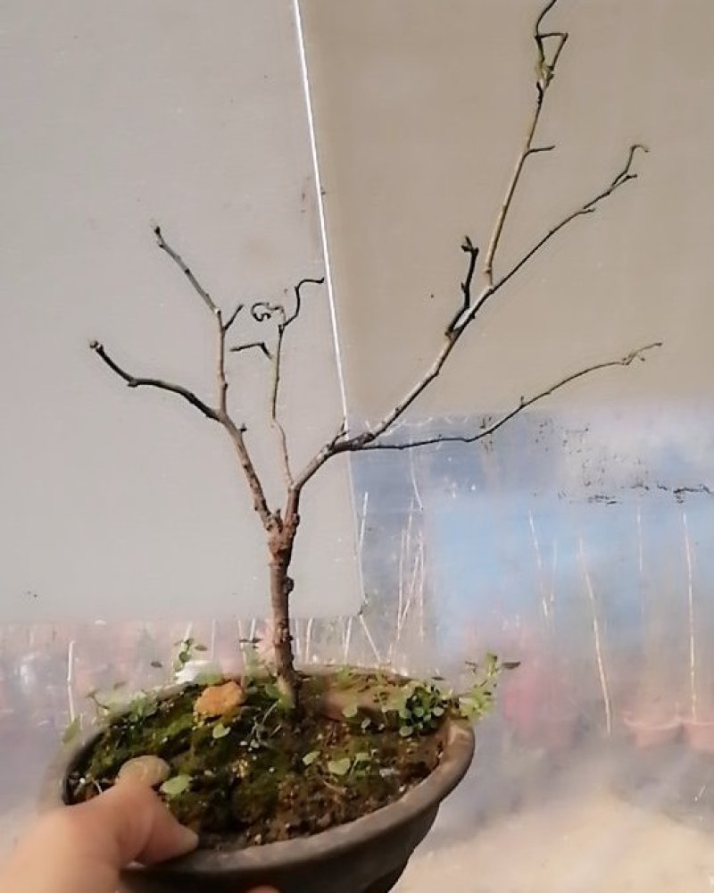 游龙梅花，游龙梅，红梅盆景，梅花盆栽盆景