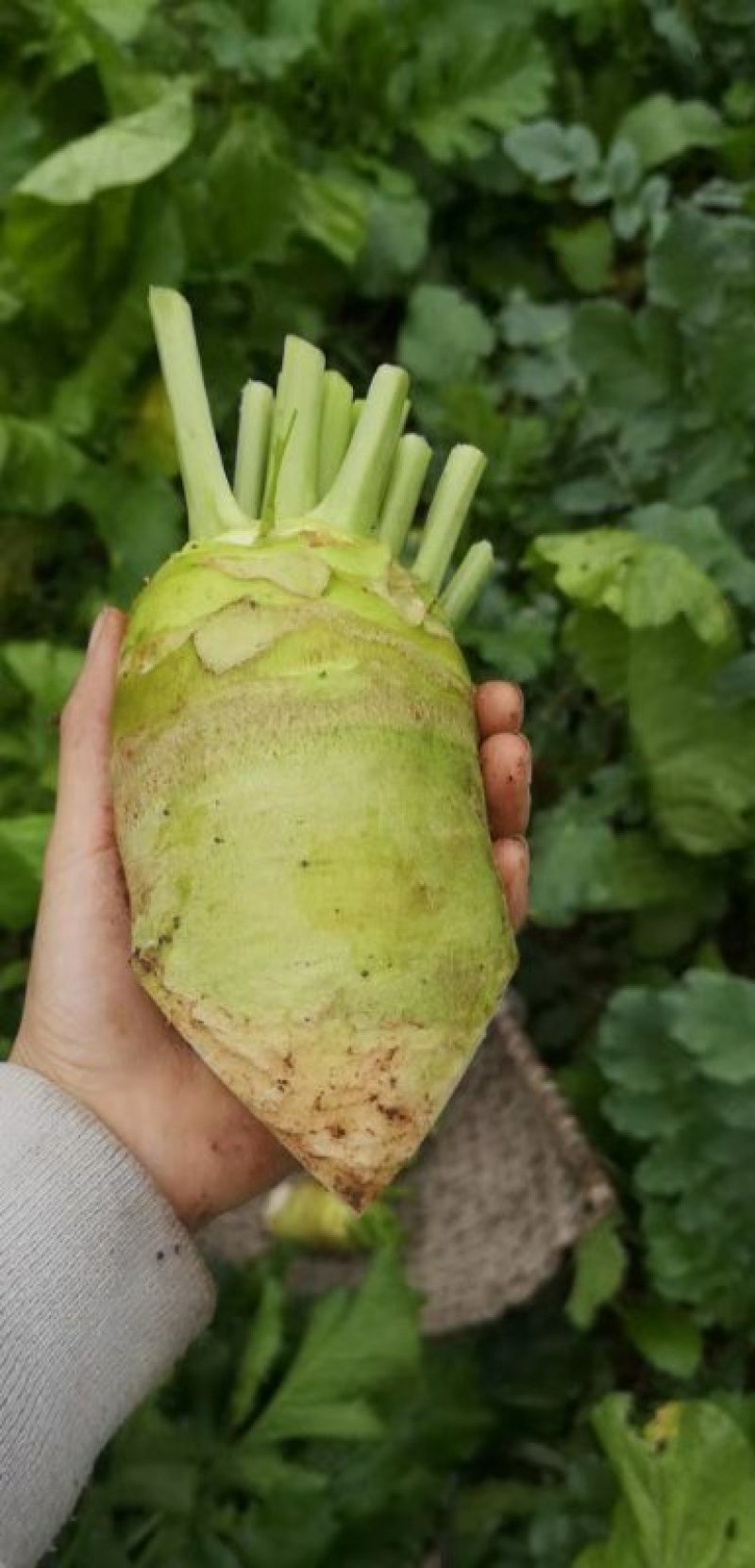芥菜，大头菜欢迎老板实地看货