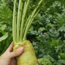 芥菜，大头菜欢迎老板实地看货