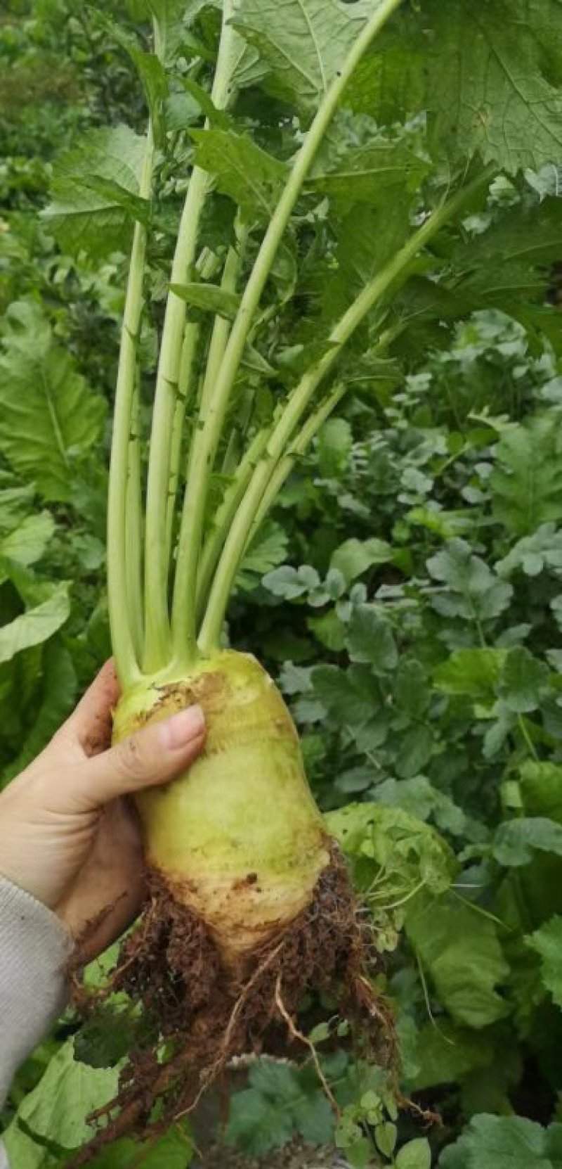 芥菜，大头菜欢迎老板实地看货