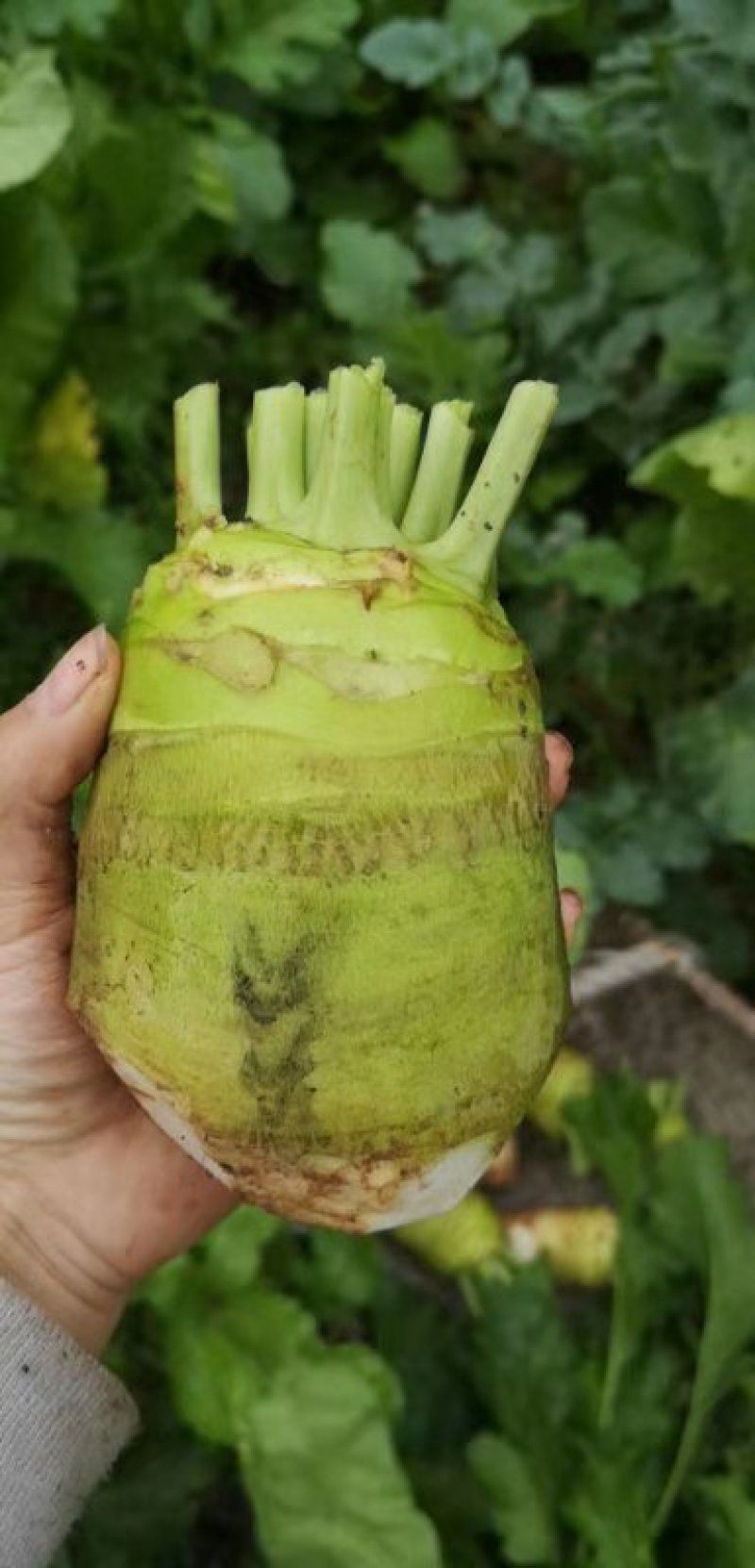 芥菜，大头菜欢迎老板实地看货