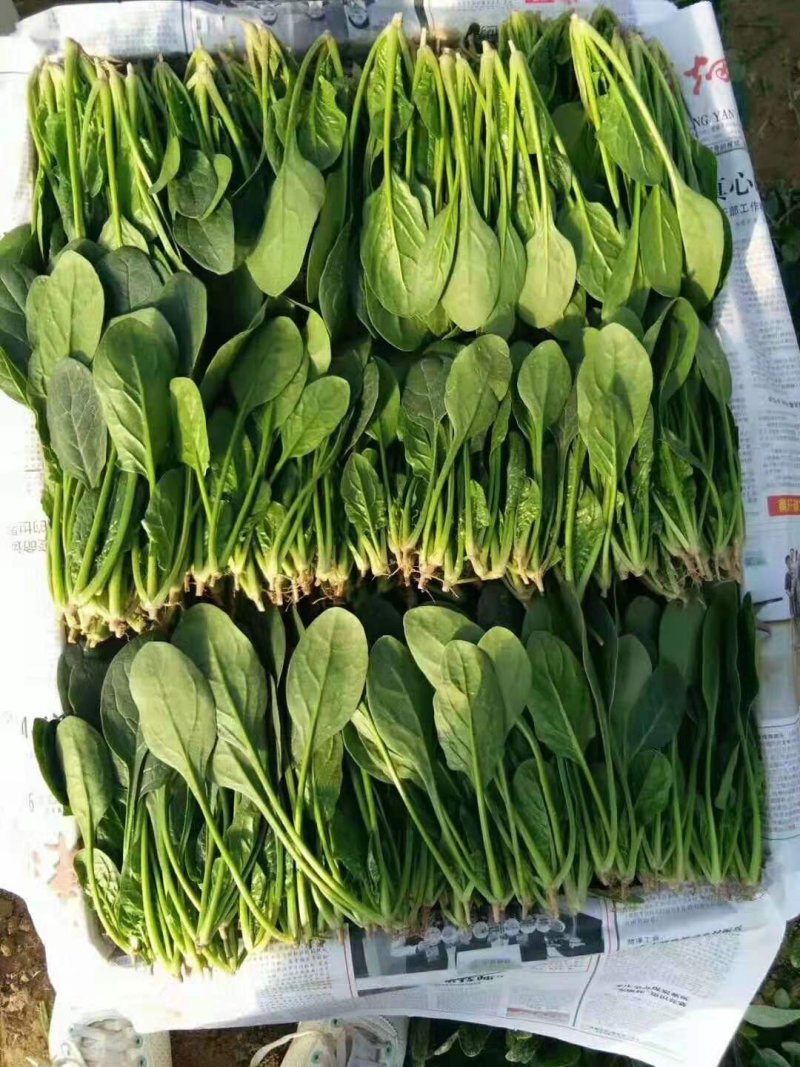 （保证新鲜）惠民县大棚菠菜上市，规格齐全大量现货全国供应