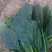 （保证新鲜）惠民县大棚菠菜上市，规格齐全大量现货全国供应