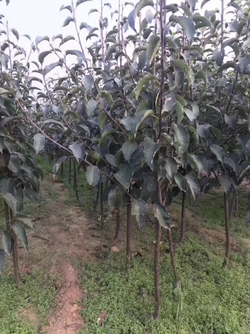 锦丰梨苗，成活率高，技术指导，保品种，可签合同