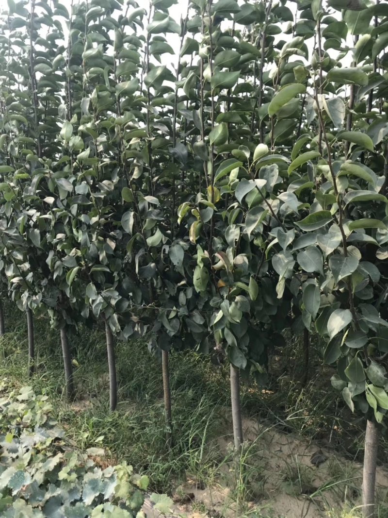 锦丰梨苗，成活率高，技术指导，保品种，可签合同