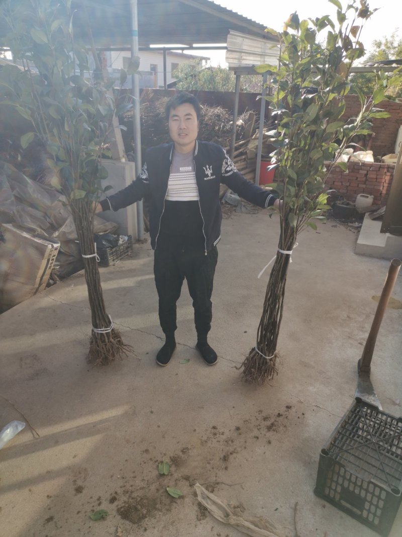 锦丰梨苗，成活率高，技术指导，保品种，可签合同