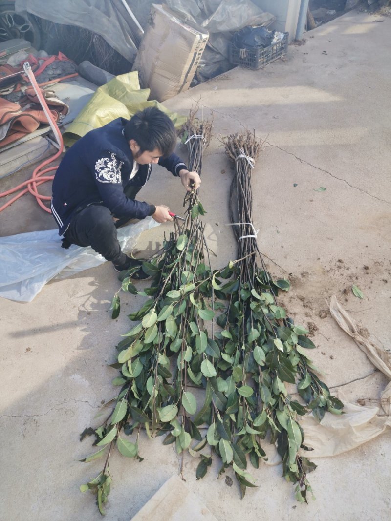 锦丰梨苗，成活率高，技术指导，保品种，可签合同