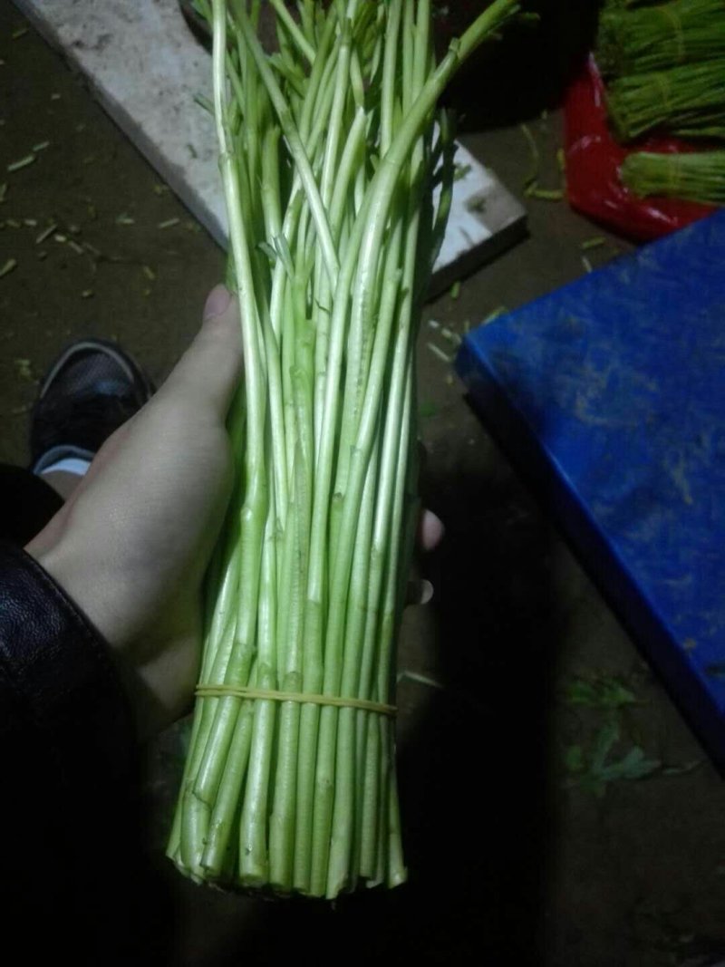 芦蒿，黎蒿精品芦蒿保健菜品营养佳肴