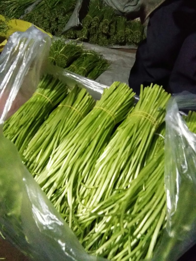 芦蒿，黎蒿精品芦蒿保健菜品营养佳肴