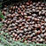 华山松种子新采种子优质松树种子马尾松种子