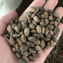 华山松种子新采种子优质松树种子马尾松种子