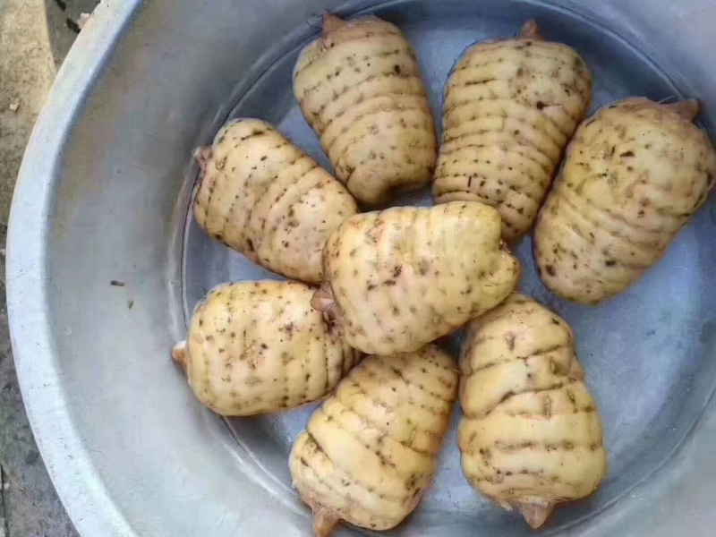 小草坝优质天麻3斤起包邮
