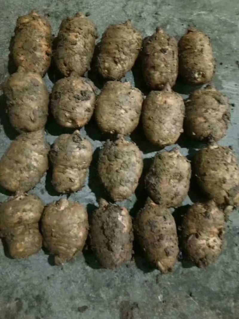 小草坝优质天麻3斤起包邮