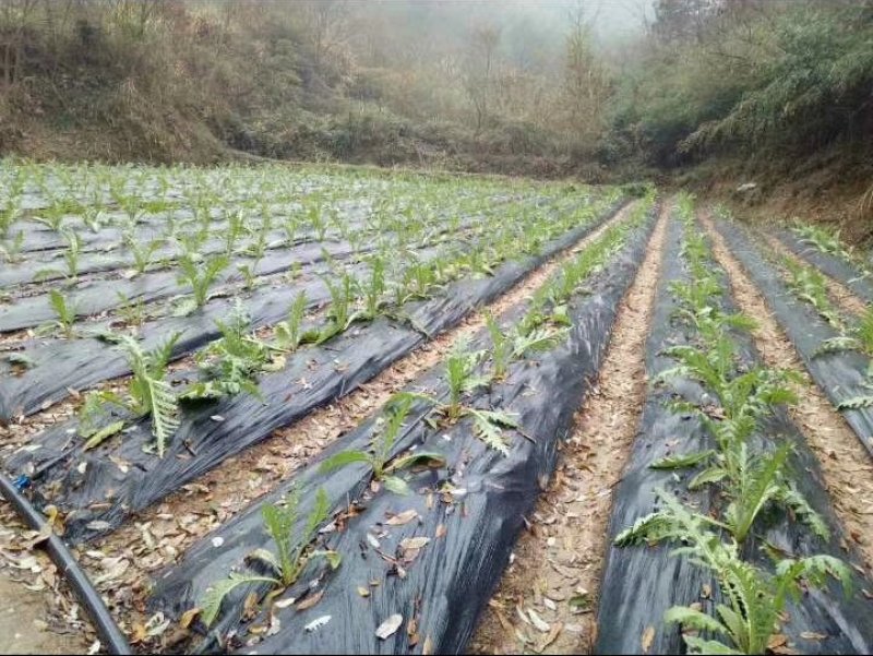 优质特菜—朝鲜蓟、洋蓟（法国百合）营养蔬菜，提供种源