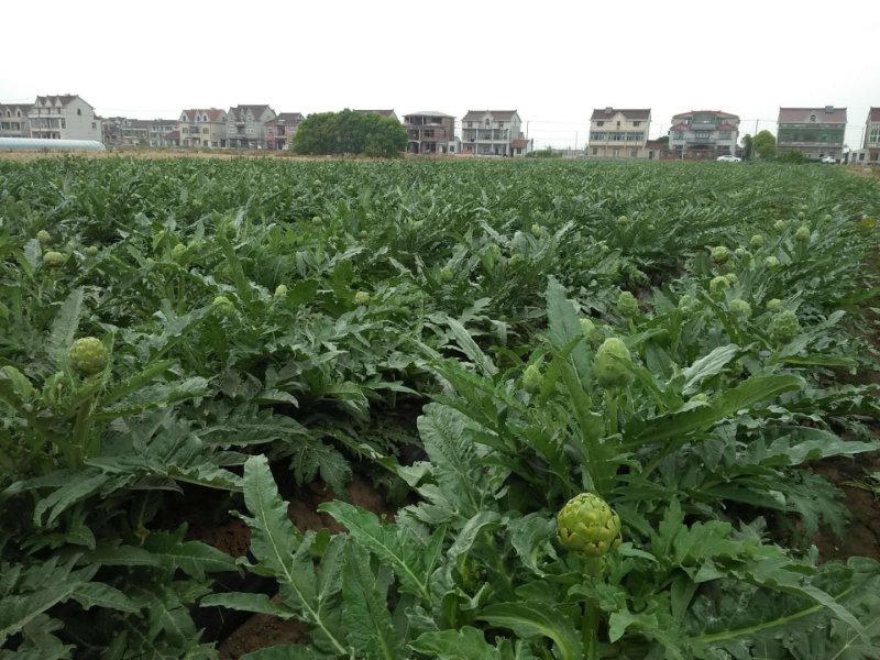 优质特菜—朝鲜蓟、洋蓟（法国百合）营养蔬菜，提供种源