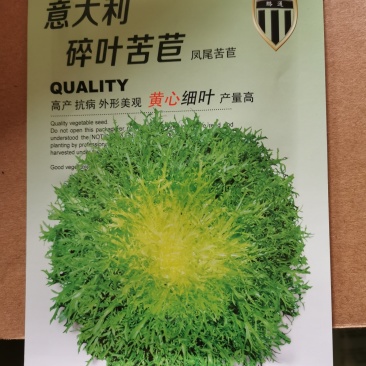 【有好货】黄心苦苣种子大田菜园高产易种碎叶细叶黄心苦菊种子