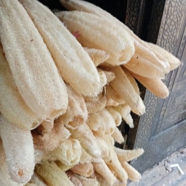 洗碗用丝瓜络：药用丝瓜络无皮元籽干品9元一斤。有大货批发