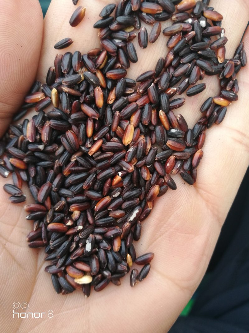 血糯米！黑糯米所有商品不包邮！物流发货！
