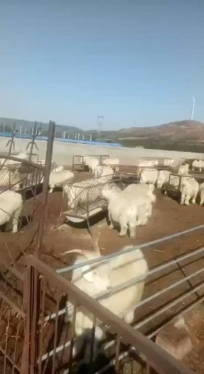 辽宁绒山羊80kg以上辽宁精品杀肉绒山羊