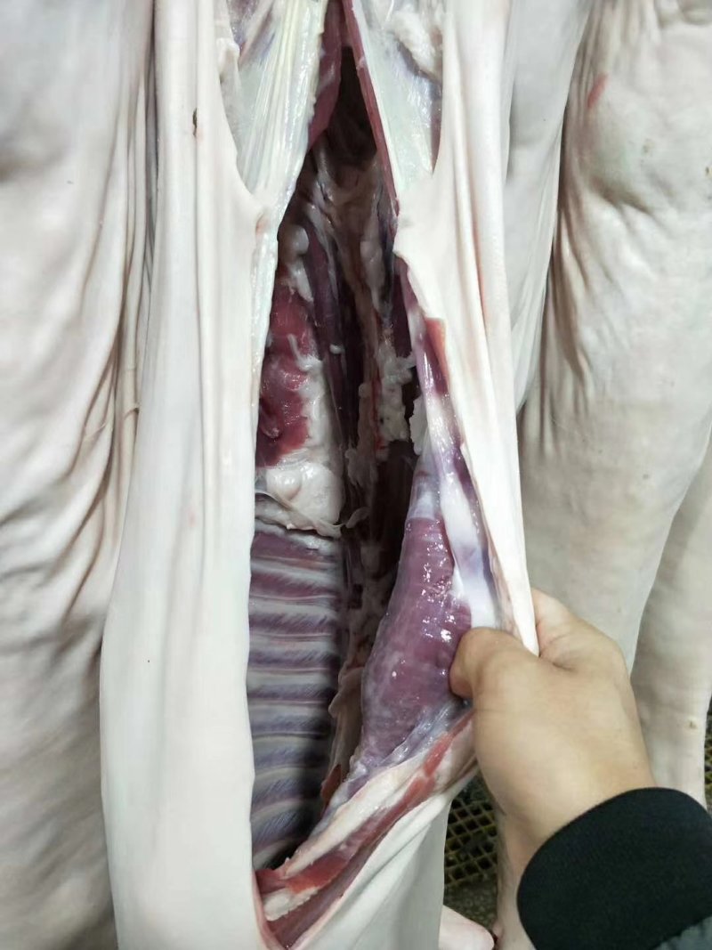 辽宁绒山羊80kg以上辽宁精品杀肉绒山羊